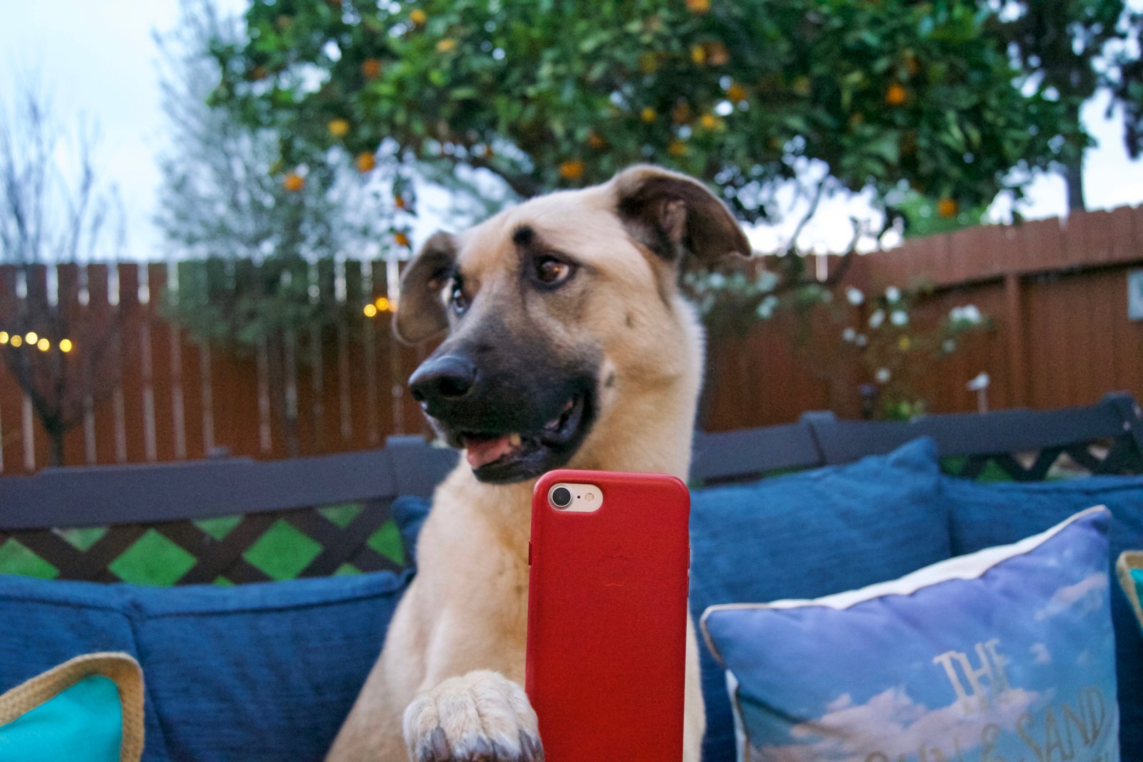 Perro simpático mirando a cámara