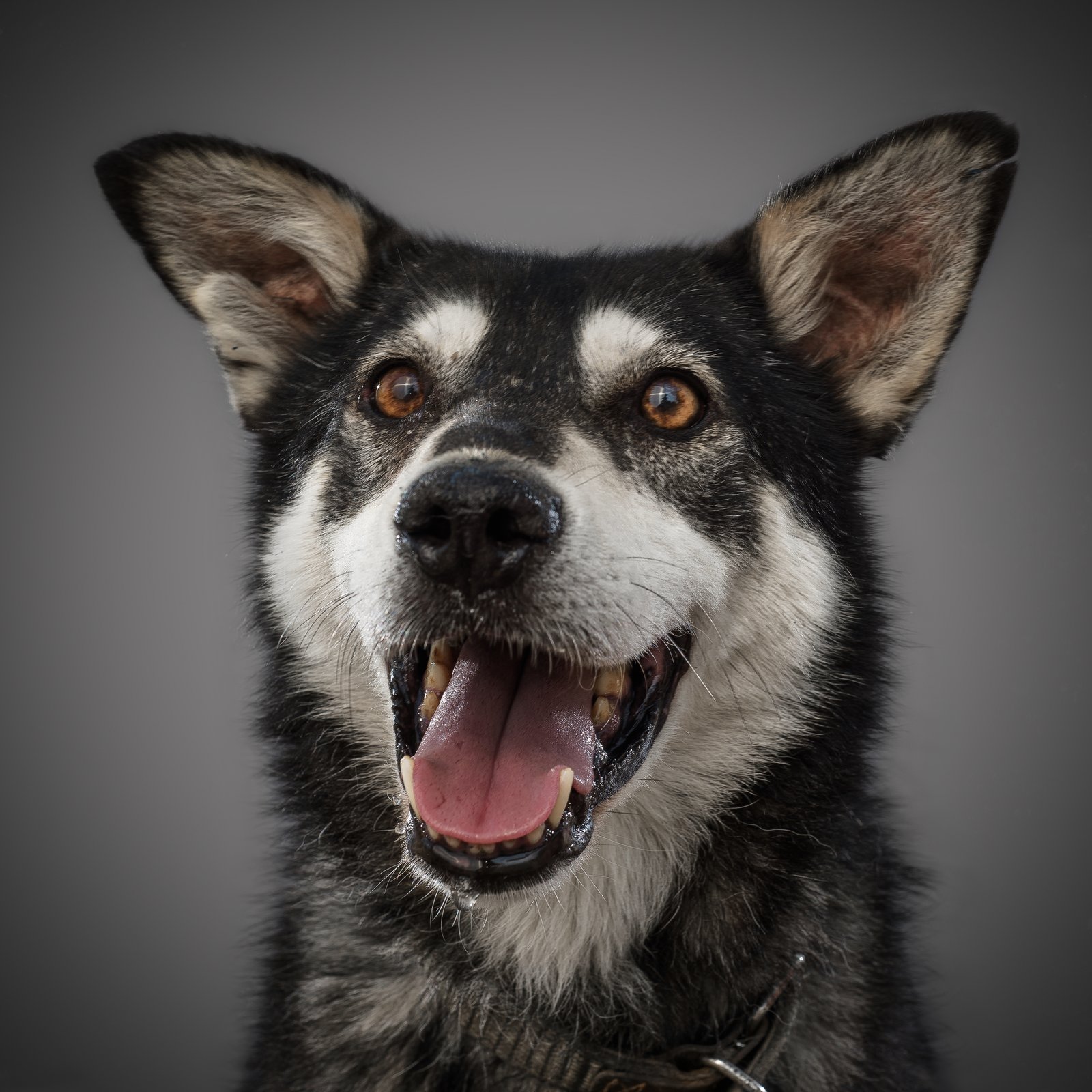 Perro feliz mirando a cámara
